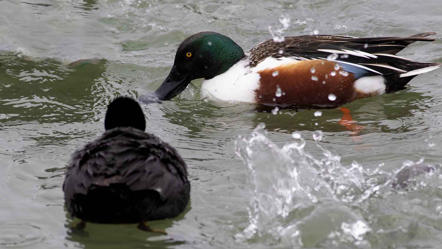 Northern Shoveler